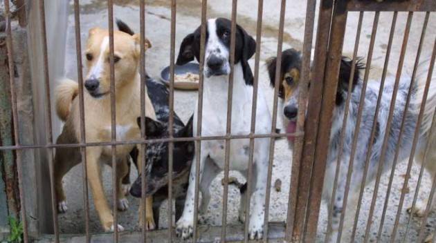 Canile rifugio di Cremona affidato a quello di Calvatone Interrogazione M5S