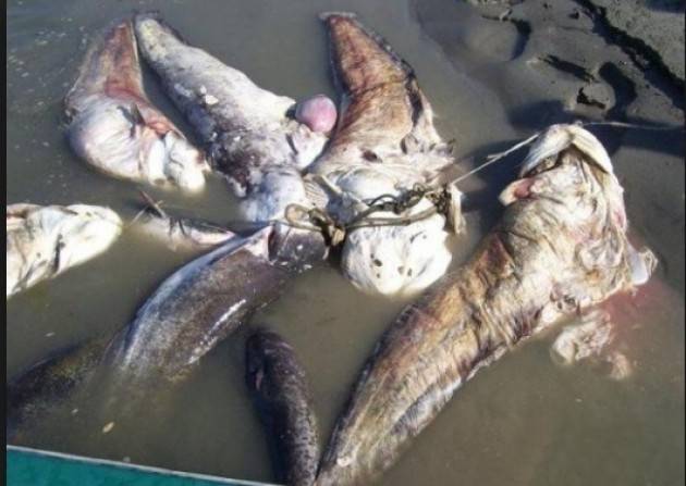 Pesca di frodo nel Po CARRA E ALLONI (PD): La nostra iniziativa ha portato accordo fra regioni