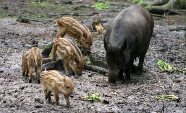 Cinghiali, legge sulla 'legittima difesa' Fauna selvatica, danni per 17 milioni