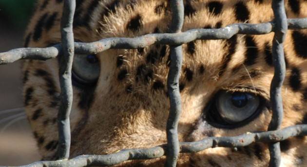 Una Firma la petizione: Cremona dica NO ai circhi con animali