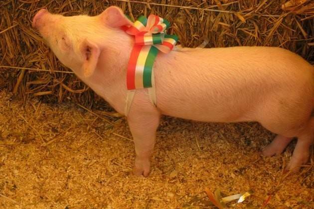 Fiere Zootecniche Cremona Suini allevati senza antibiotici, la 'rivoluzione' danese