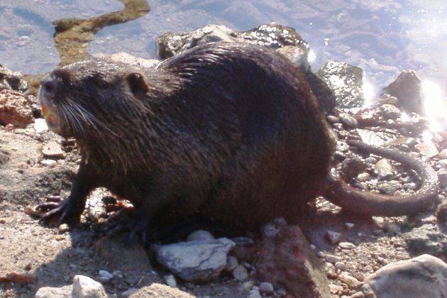 A Cremona, anche il Ministro dell’Ambiente Galletti al convegno sulla biodiversità