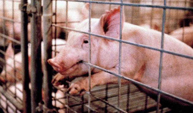 Coldiretti Crisi, si è ‘ristretta’ la stalla lombarda: -100mila fra mucche e maiali in 6 anni