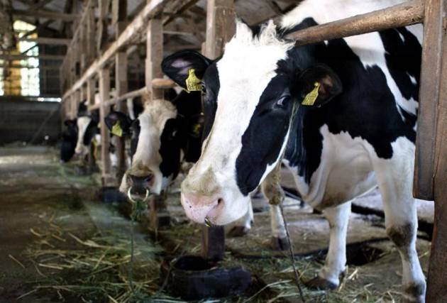 Coldiretti Crisi, si è ‘ristretta’ la stalla lombarda: -100mila fra mucche e maiali in 6 anni