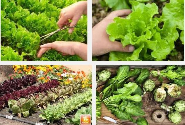 Cisvol Crema Parte il corso Semine e Raccolti