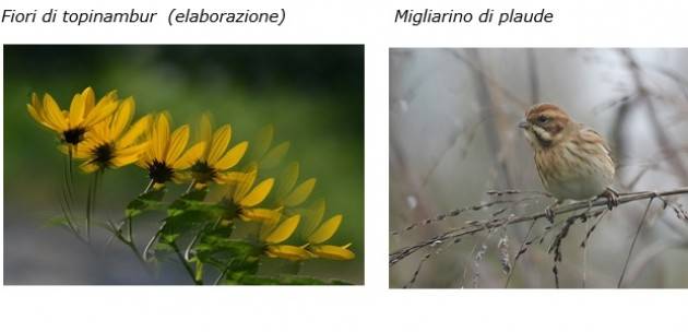 Crema  In  mostra la Biodiversità