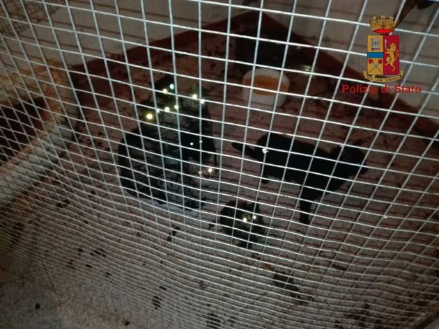 MALTRATTA GATTI: DENUNCIATO