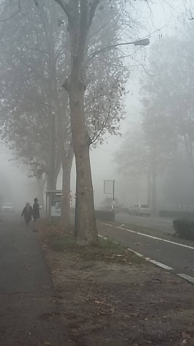 Cremona Quattro platani di viale Po colpiti dal ‘cancro rosa’, intervento necessario