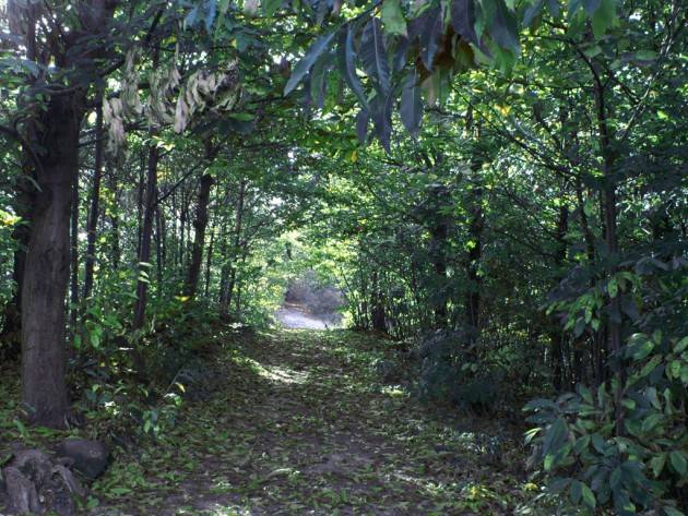 No alla riduzione del Parco dei Colli Euganei