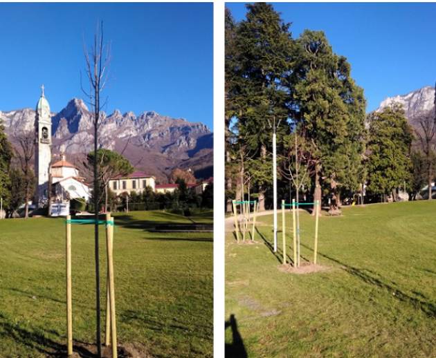 Lecco Partite le piantumazioni: 48 i nuovi alberi in città