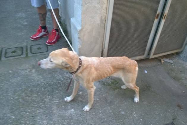 Crema Cani rinchiusi in un abbaino affidati  al canile