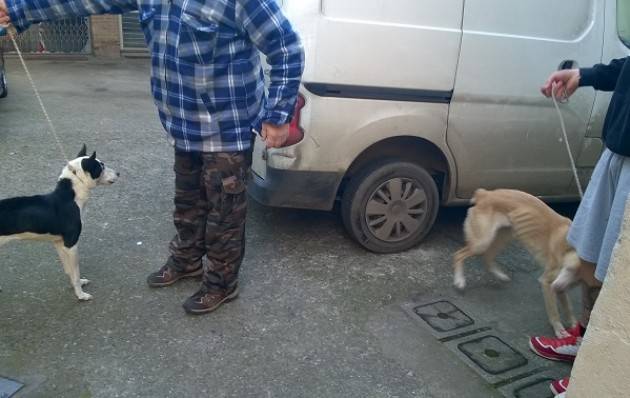 Crema Cani rinchiusi in un abbaino affidati  al canile