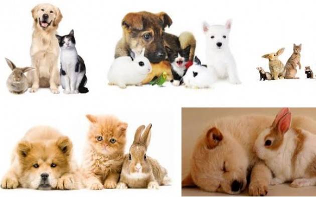 RSA Lombardia Cani, gatti e conigli potranno accedere negli ospedali ed RSA