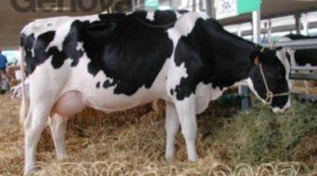 Coldiretti Assedio del gelo a stalle e serre: mungiture in tilt e tubi ghiacciati