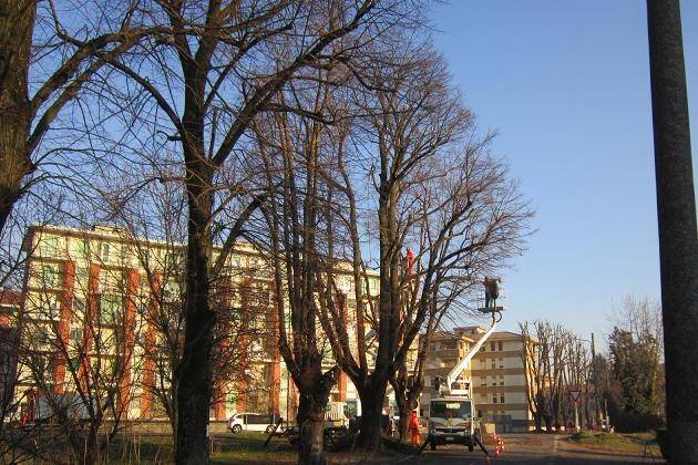 Cremona, proseguono gli interventi di potatura delle alberature in città