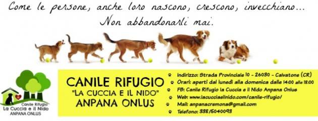Da Calvatone ‘Tendi una zampa’, adotta un cane a distanza.