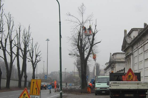 Cremona, interventi di potatura degli alberi in città