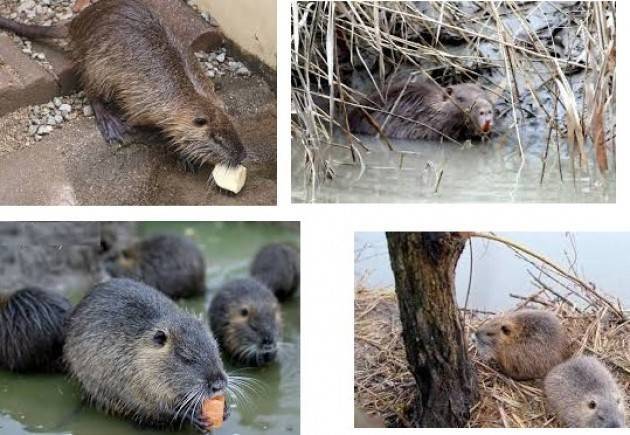 E basta difendere le Nutrie. Fanno danni incalcolabili di Renato Mazzuzzi (Voltido)