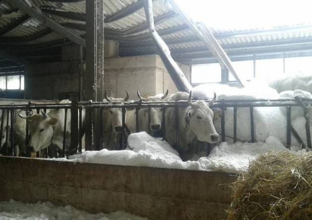 Coldiretti Terremoto, 200 posti in Lombardia  per le mucche delle stalle crollate