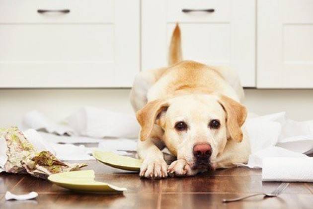 RC animali: in Italia mercato potenziale di oltre 532 milioni di euro