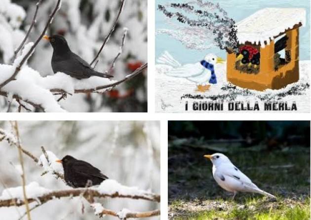 A Pizzighettone si racconta ‘La Merla’