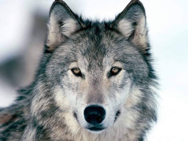 Franco Bordo (Sinistra Italiana) contro il piano che prevede l’abbattimento dei lupi