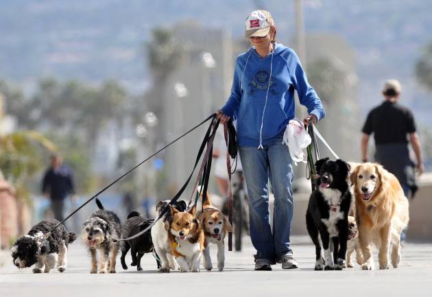 Aduc Vita da cani. Piu’ dog sitter che insegnanti, il mercato del lavoro nel futuro Usa