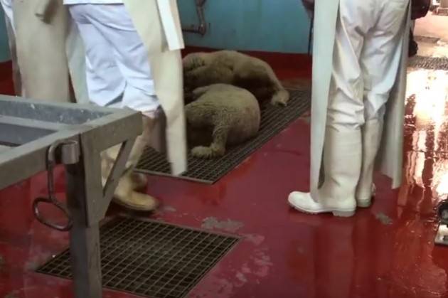 (Video) Per gli agnelli questa è la Pasqua Video shock di ‘Essere Animali’