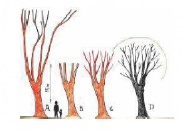 La capitozzatura degli alberi è utile di  Daniele Disingrini ( Cremona)