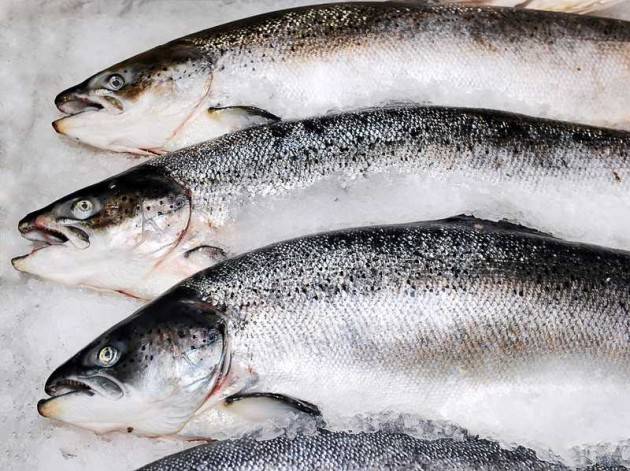 Salmone Norvegese, prodotto sano e di qualità: ecco alcune ragioni per cui sceglierlo