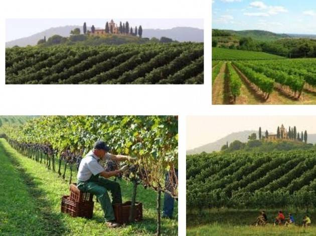 Per il freddo, a rischio le produzioni dei vigneti lombardi