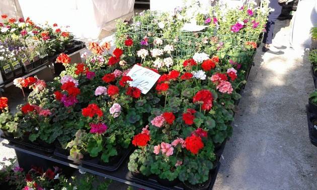 Cremona  Le ‘Invasioni Botaniche’ un grandissimo successo