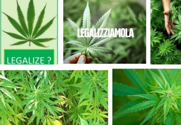 ADUC Legalizzazione cannabis. Ecco perche’ in Italia e’ probabile che non ci sara’...