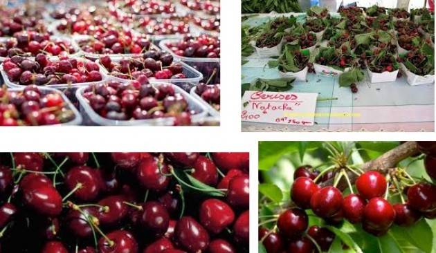 Cremona Coldiretti Festa delle ciliegie e dolci a km zero