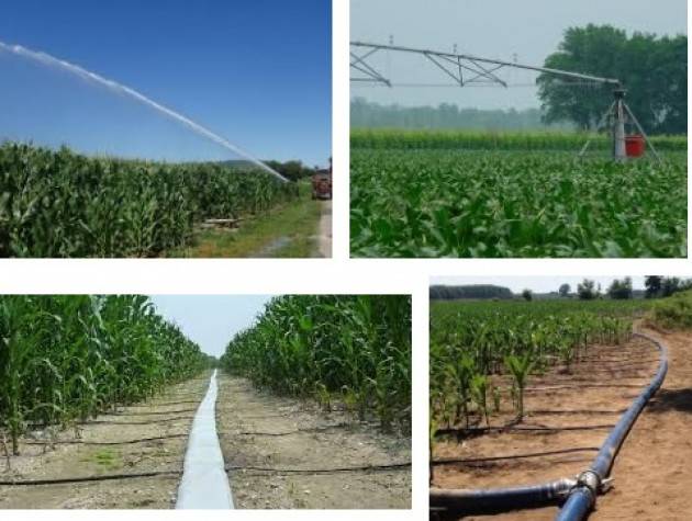Coldiretti Caldo, nei campi il mais ha sete: scattano le irrigazioni anti stress