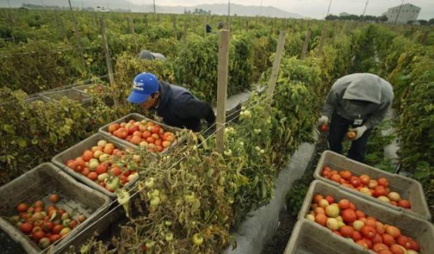 Coldiretti Lombardia Caldo, con picco temperature a 39 gradi arriva fine Ramadan per 3mila sui campi