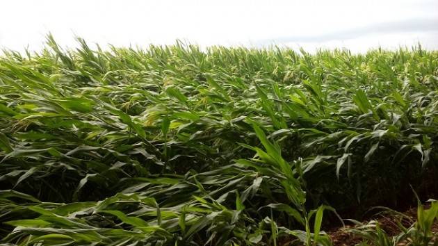 Coldiretti Maltempo, tempesta di vento e pioggia: mais e alberi spianati, ma il Po cala ancora