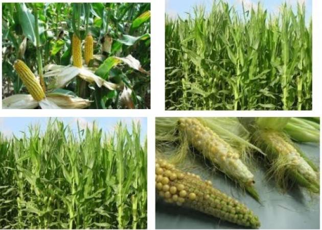 InformaGiovani Cremona Le offerte di Lavoro ed i bandi Proposte del 4 luglio 2017