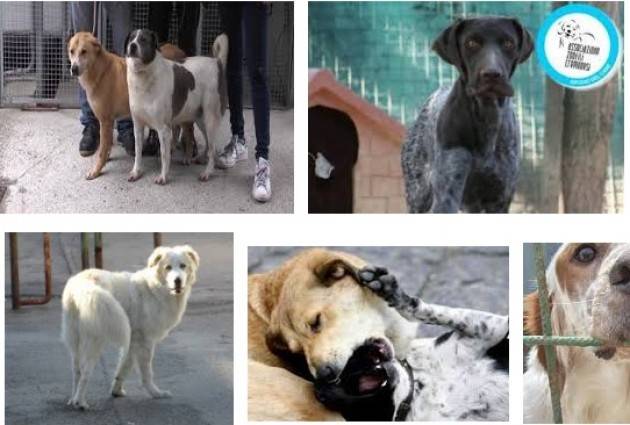 Canile di Cremona Il TAR ci dà ragione di Maria Grazia Lombardi (Associazione Zoofili Cremonesi)