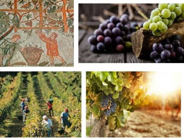 SICCITA’: COLDIRETTI, VENDEMMIA AL VIA CON -15% MA ITALIA BATTE FRANCIA