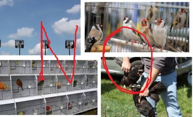 La fiera degli uccelli schiavi a Sormano (CO) di Paola Re