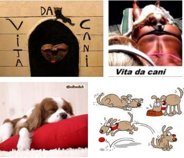 ADUC Vita da cani. Caldo bestiale, vacanze e per chi resta in citta’… un buon libro!