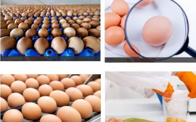 Emergenza ‘Fipronil’, dopo le denunce alle Procure MDC attacca il Ministero della Salute