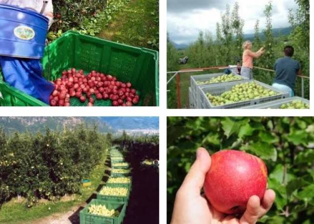 Coldiretti Lombardia Caldo, ‘vendemmia’ delle mele al via: raccolta con una settimana di anticipo