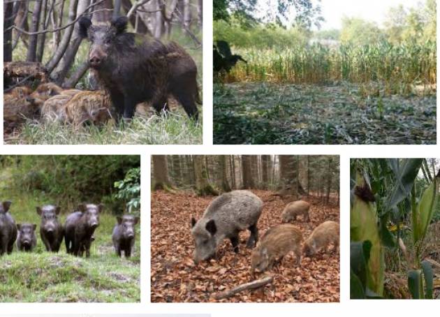 UNGULATI: CONFAGRICOLTURA LOMBARDIA CHIEDE MISURE URGENTI PER IL CONTENIMENTO DELLA FAUNA SELVATICA