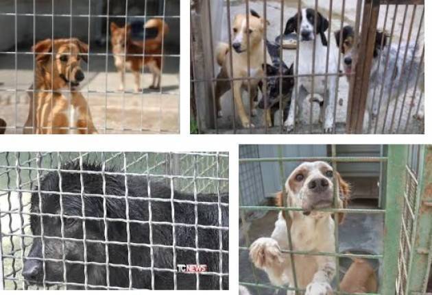 Il Comune di Cremona si costituisce in giudizio contro l'Associazione Zoofili