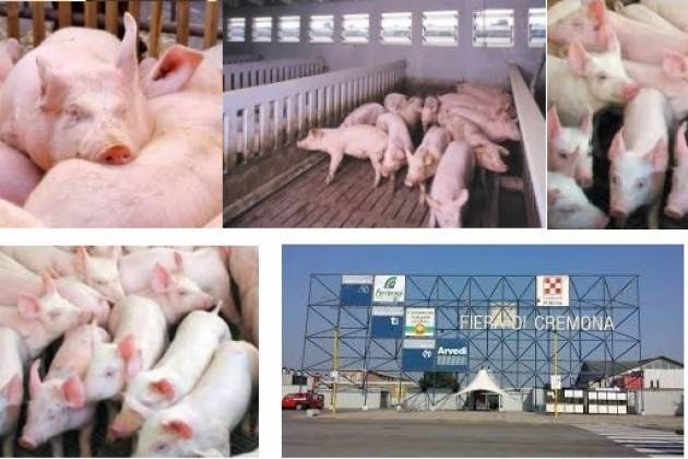 Cremona  Fiere Vola il mercato suinicolo italiano, ma servono cautela e programmazione