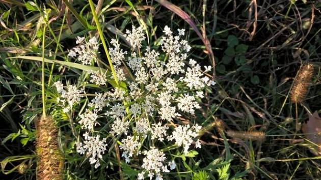 L'Oasi del Bosco Piccolo la trovate a Vescovato  di Maria Grazia Bonfante