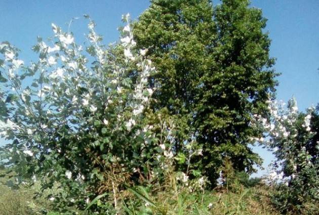 L'Oasi del Bosco Piccolo la trovate a Vescovato  di Maria Grazia Bonfante