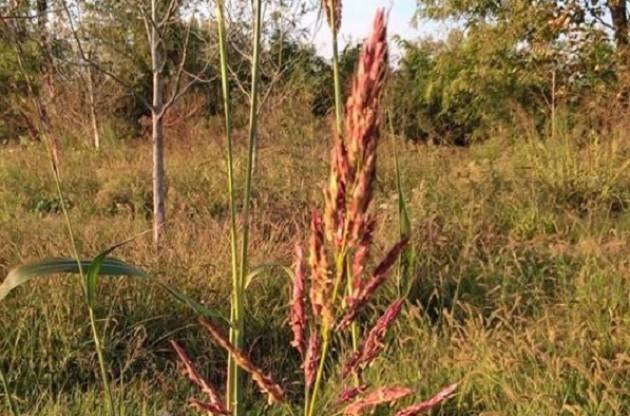 L'Oasi del Bosco Piccolo la trovate a Vescovato  di Maria Grazia Bonfante
